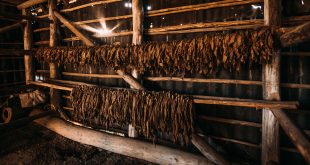 how are cigars made