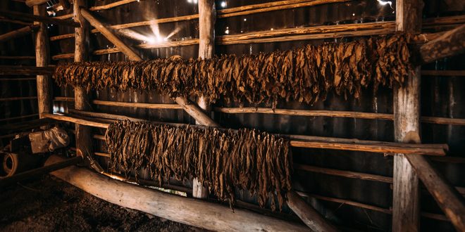 how are cigars made