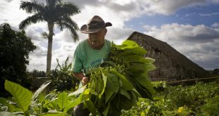 A man harvests tobacco from which cigars are made.