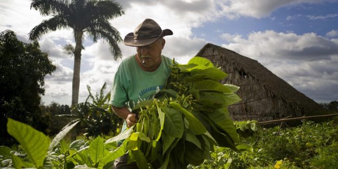 A man harvests tobacco from which cigars are made.