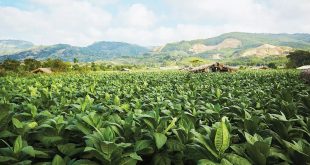 Costa Rican cigar tobacco