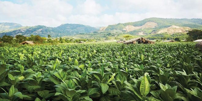 Costa Rican cigar tobacco