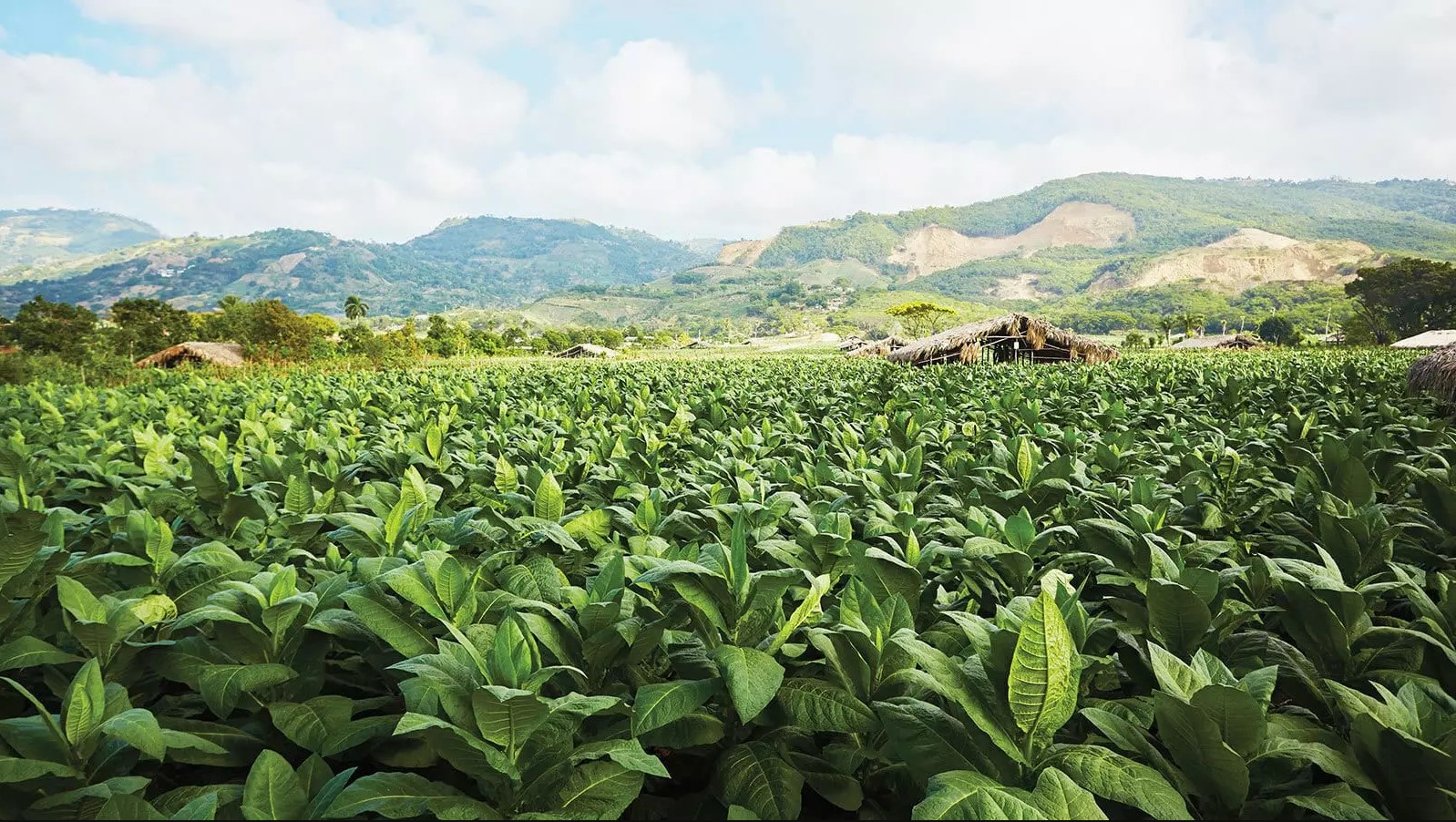 Cigar Producing Regions Costa Rica Smoke Inn Blog